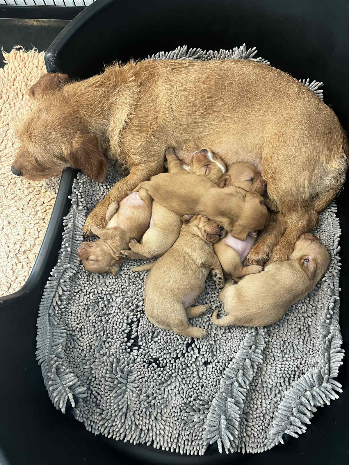 Basset fauve de bretagne