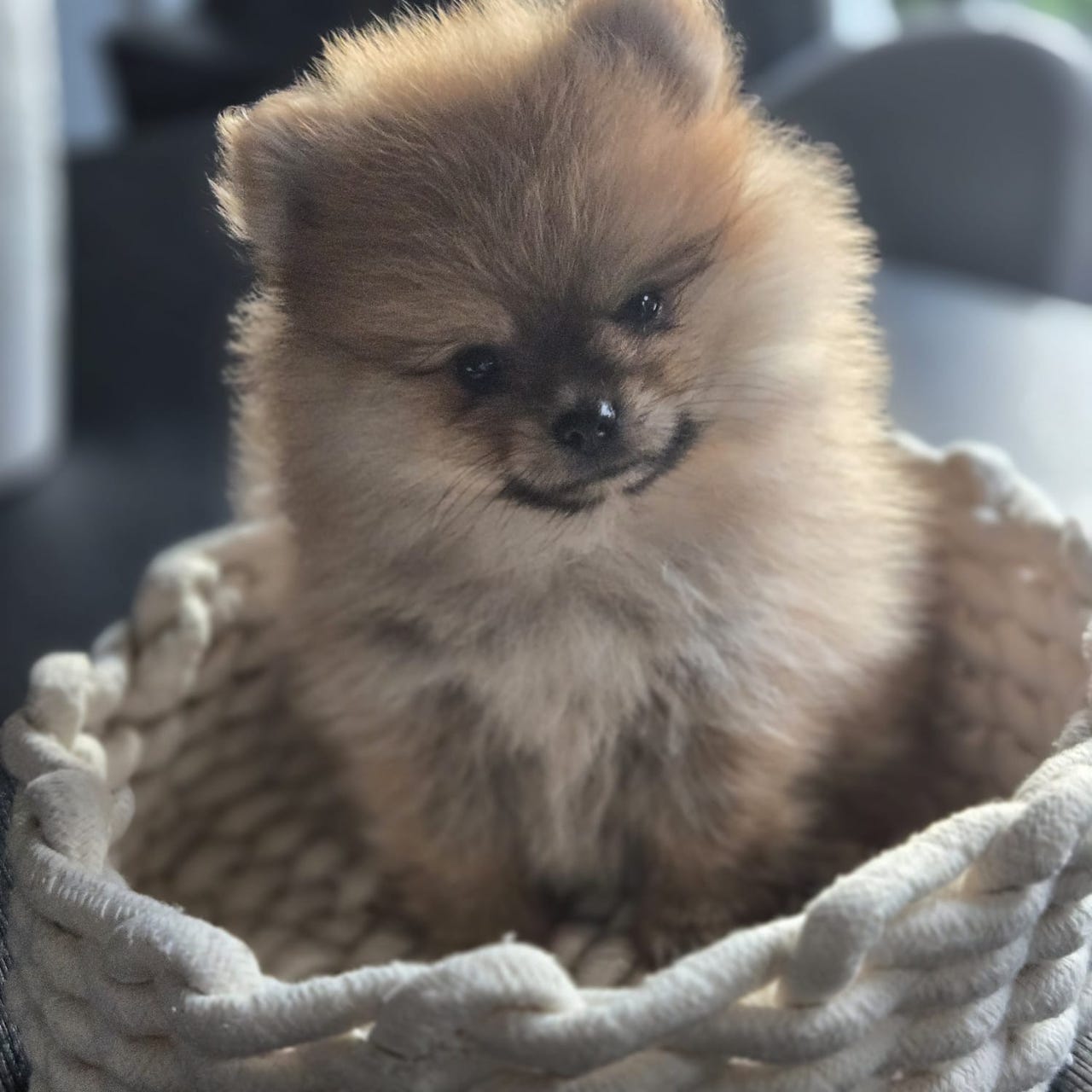 Pomeranian
