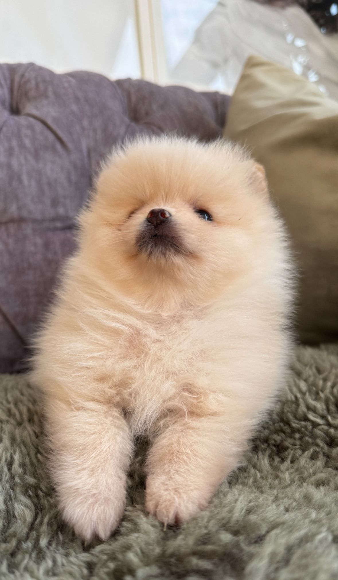 Pomeranian