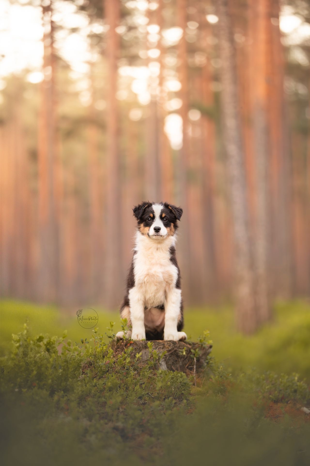 Australian shepherd