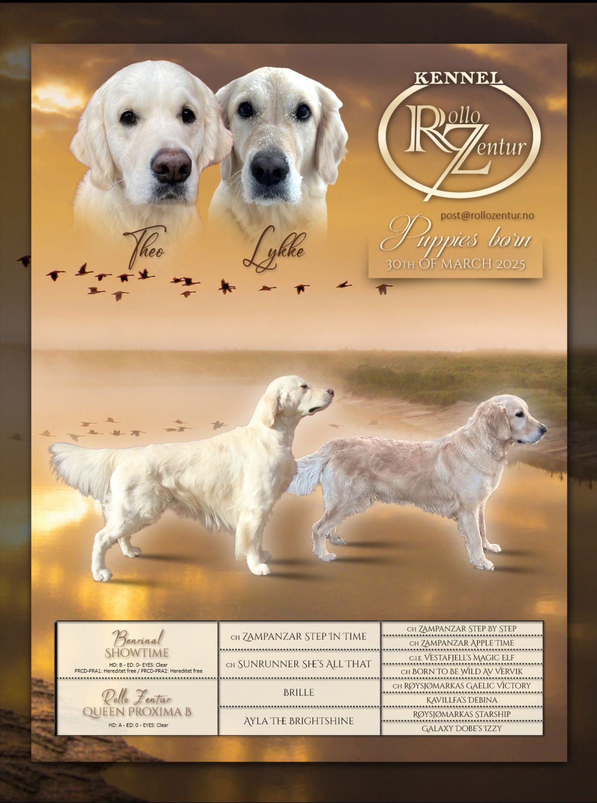 Golden retriever