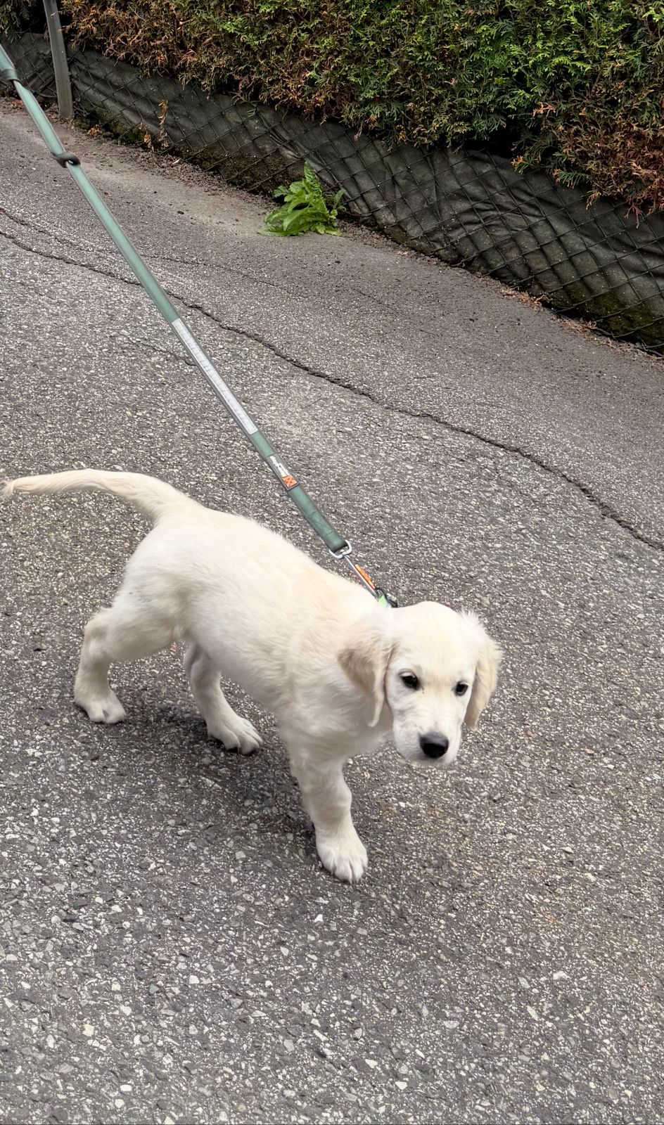 Golden retriever