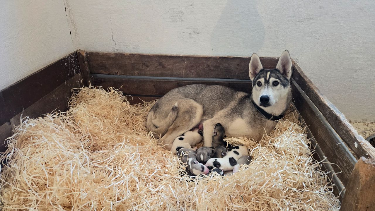 Siberian husky