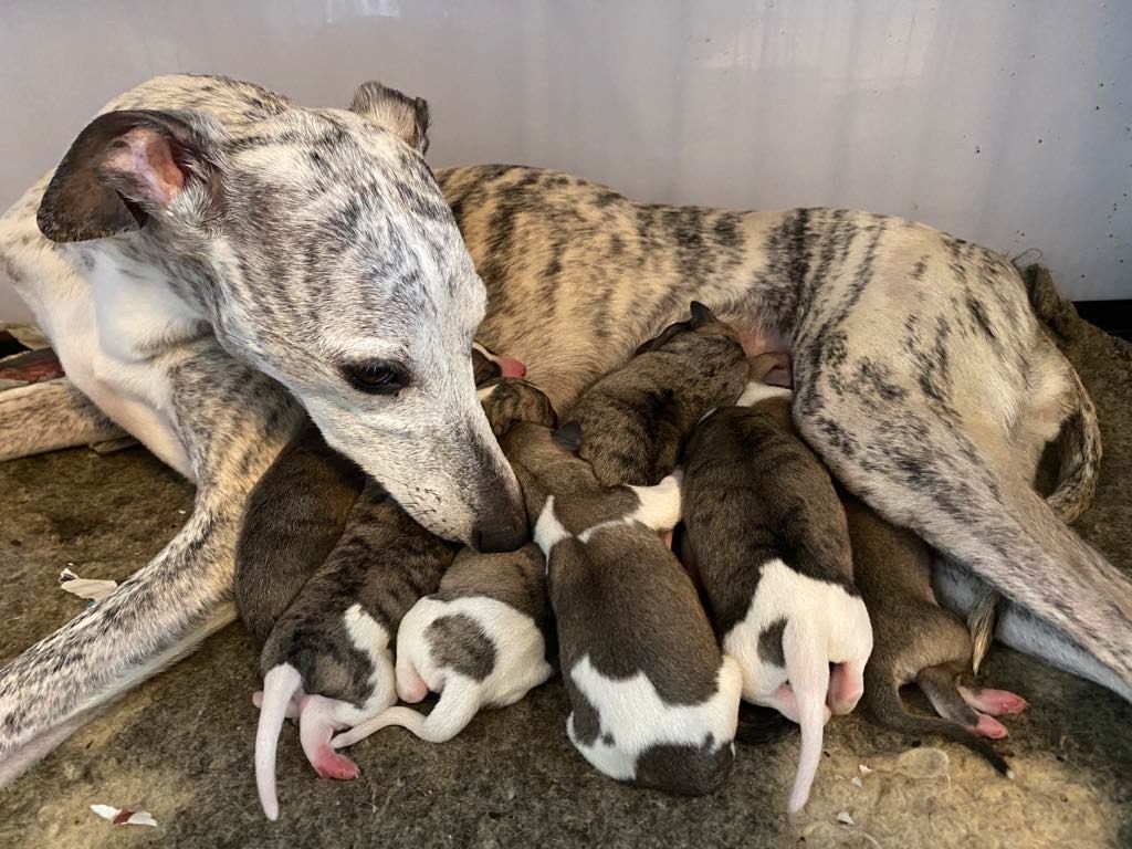 Whippet