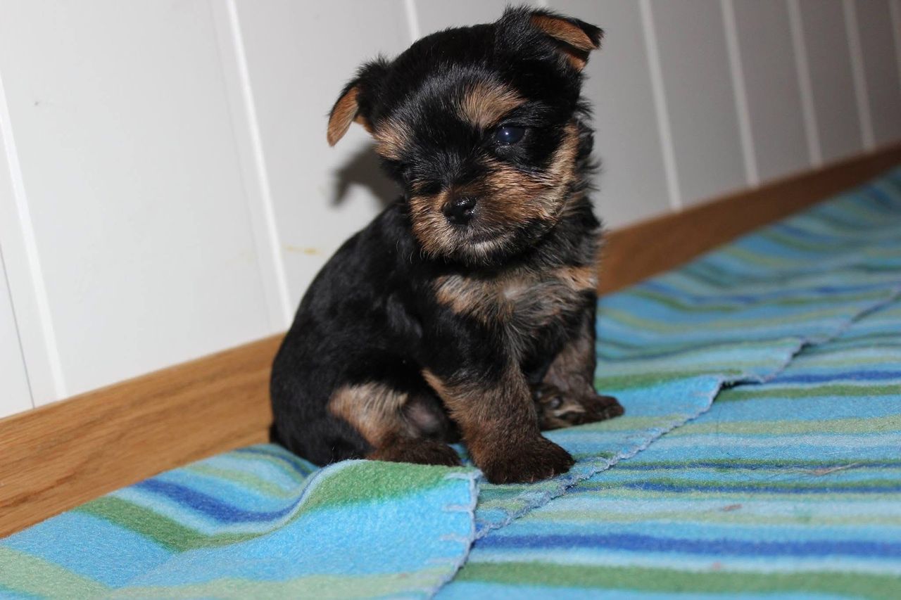 Yorkshire terrier