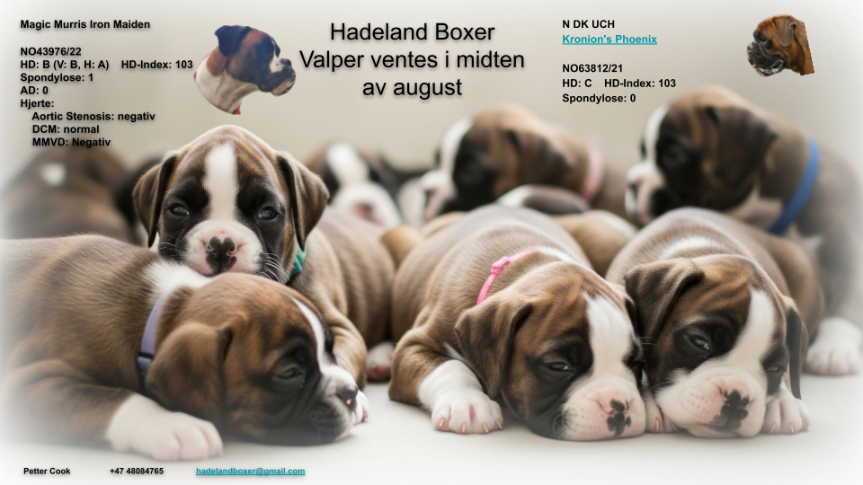 Boxer