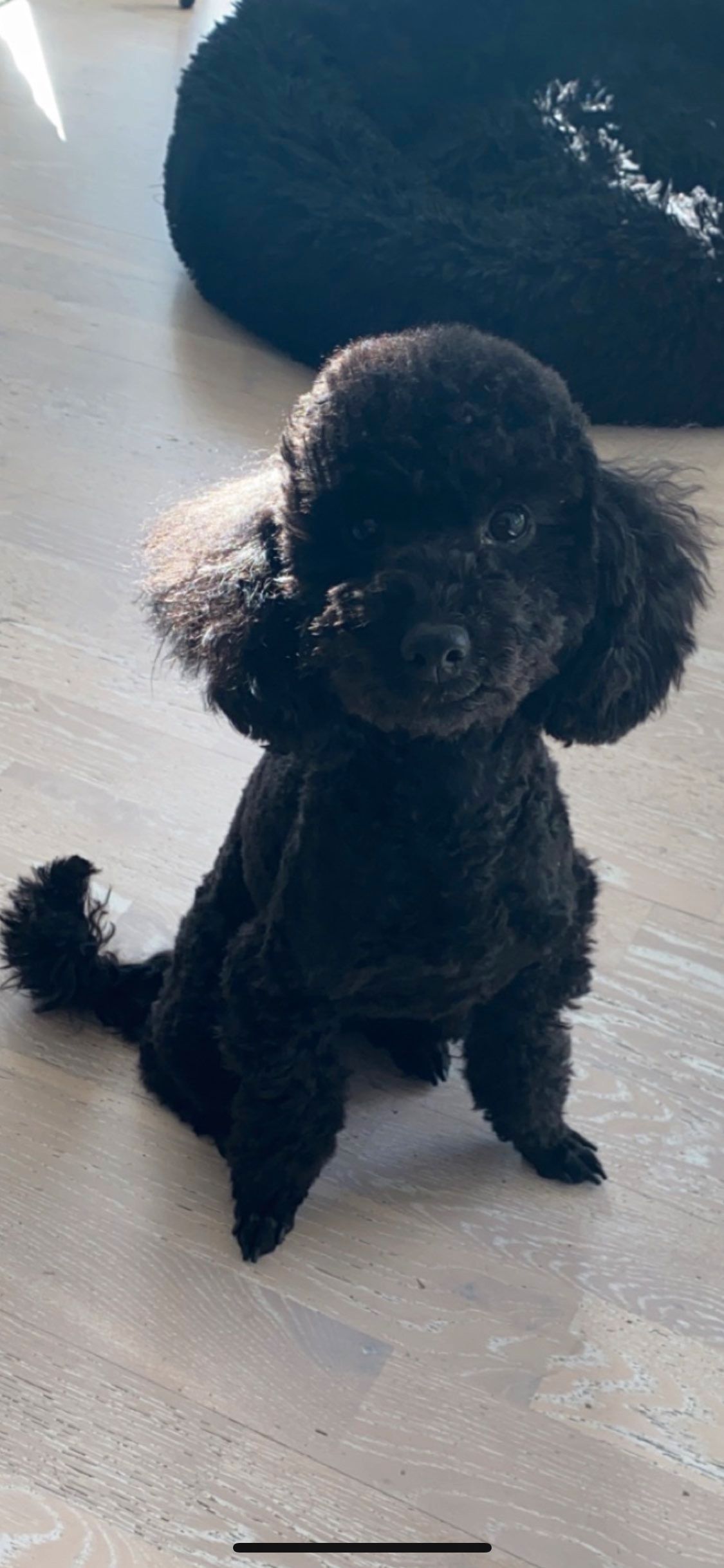 Toy puddel