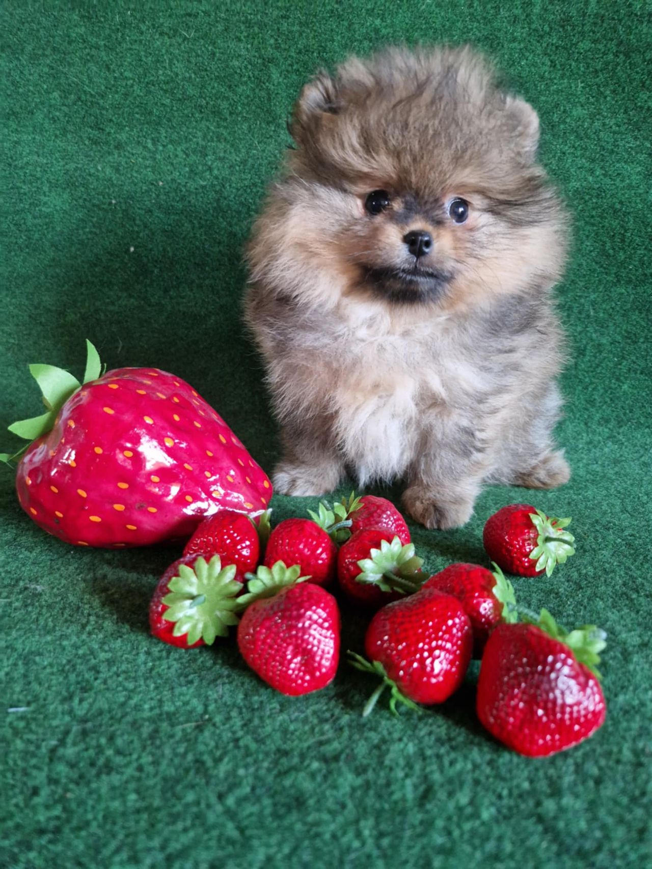 Pomeranian