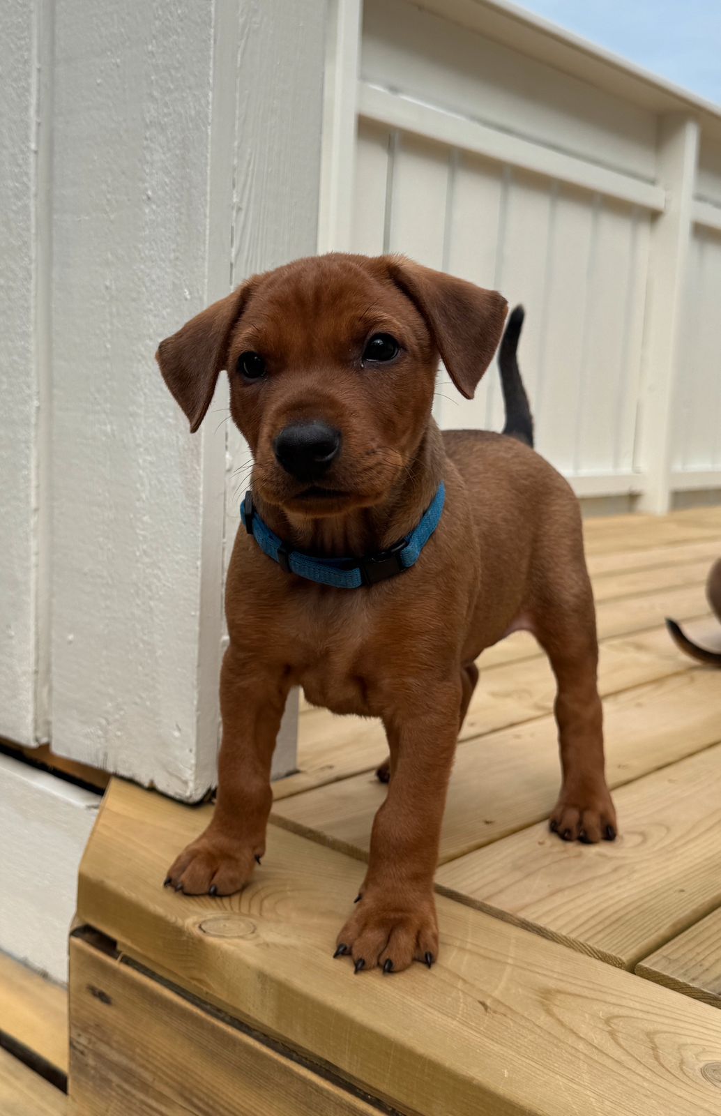 Pinscher