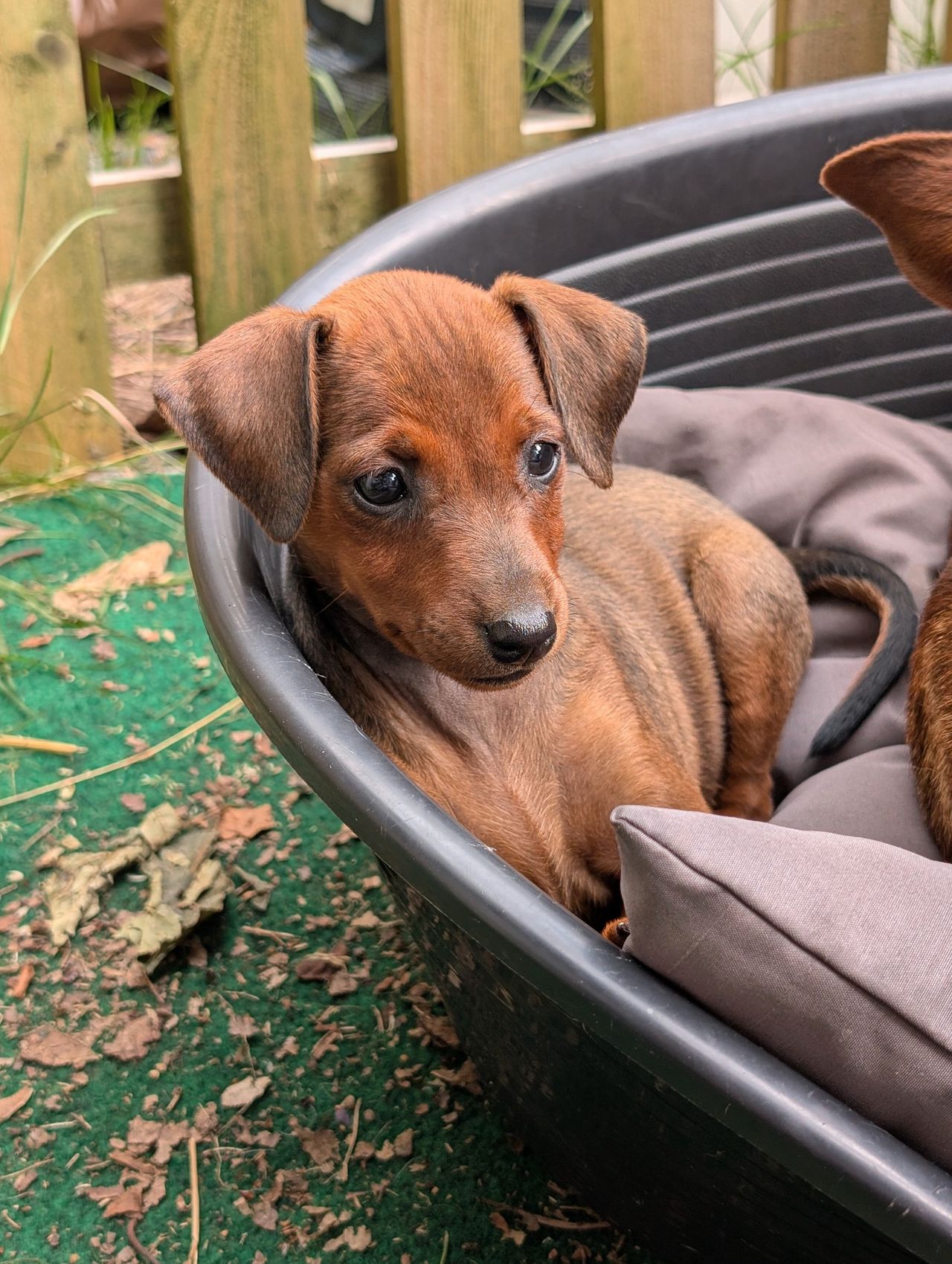 Dvergpinscher