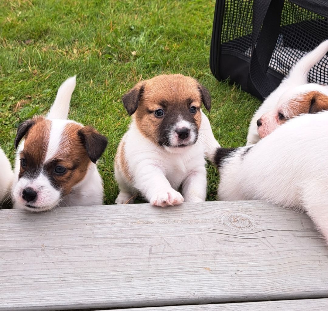 Jack russell terrier