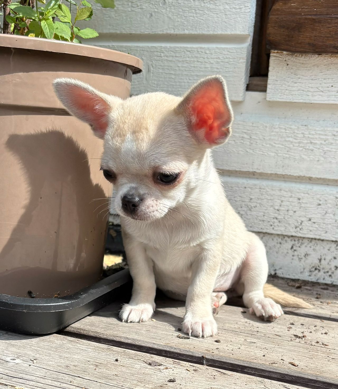 Chihuahua korthåret