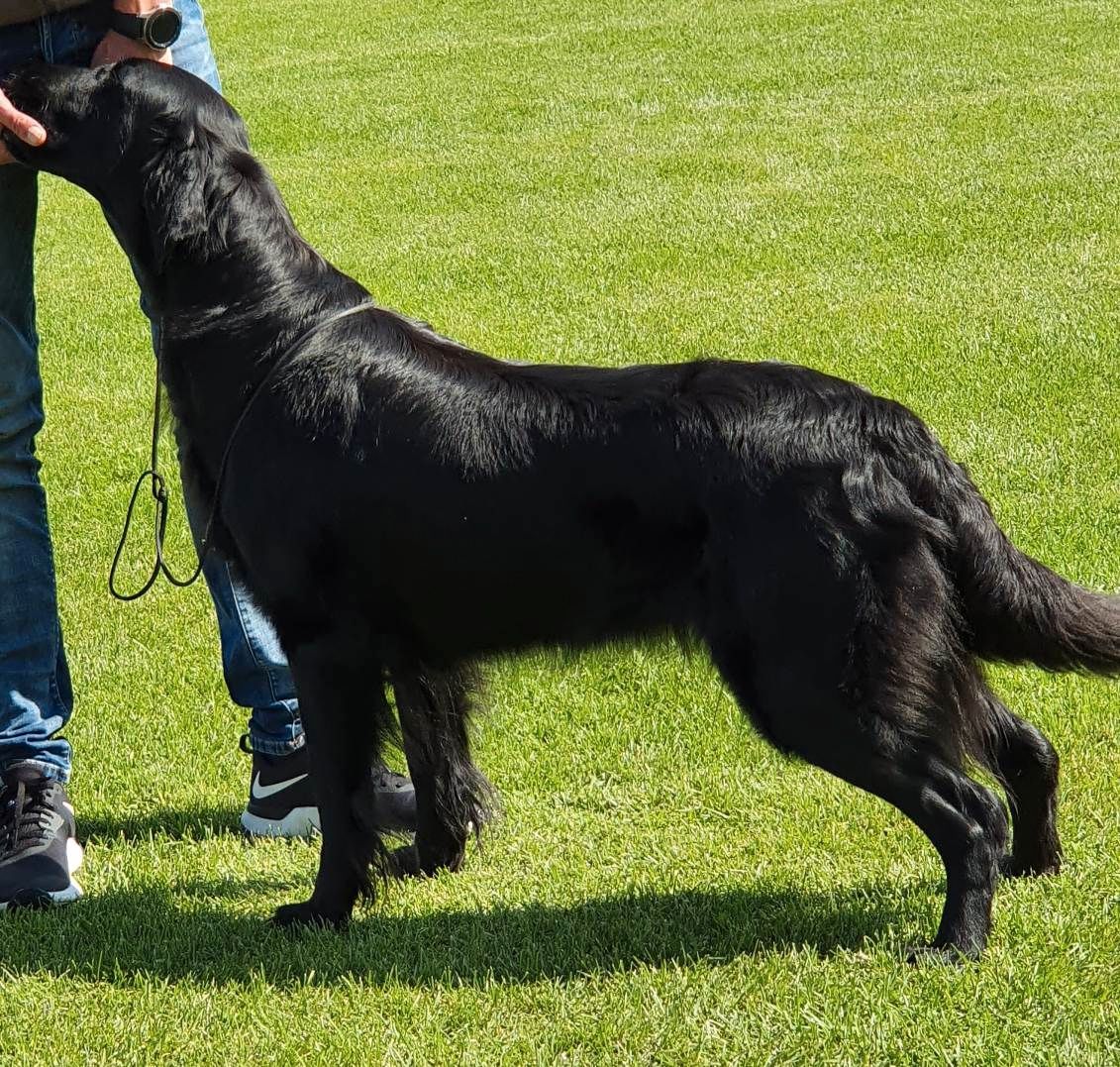 Flat coated retriever