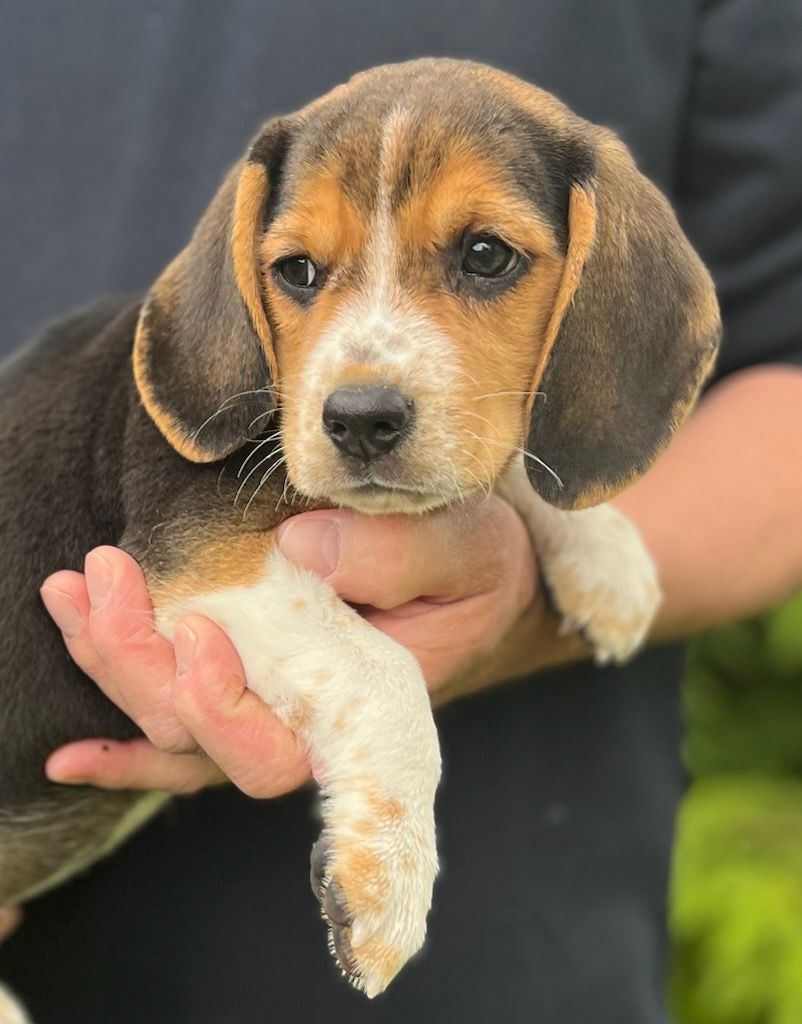 Beagle