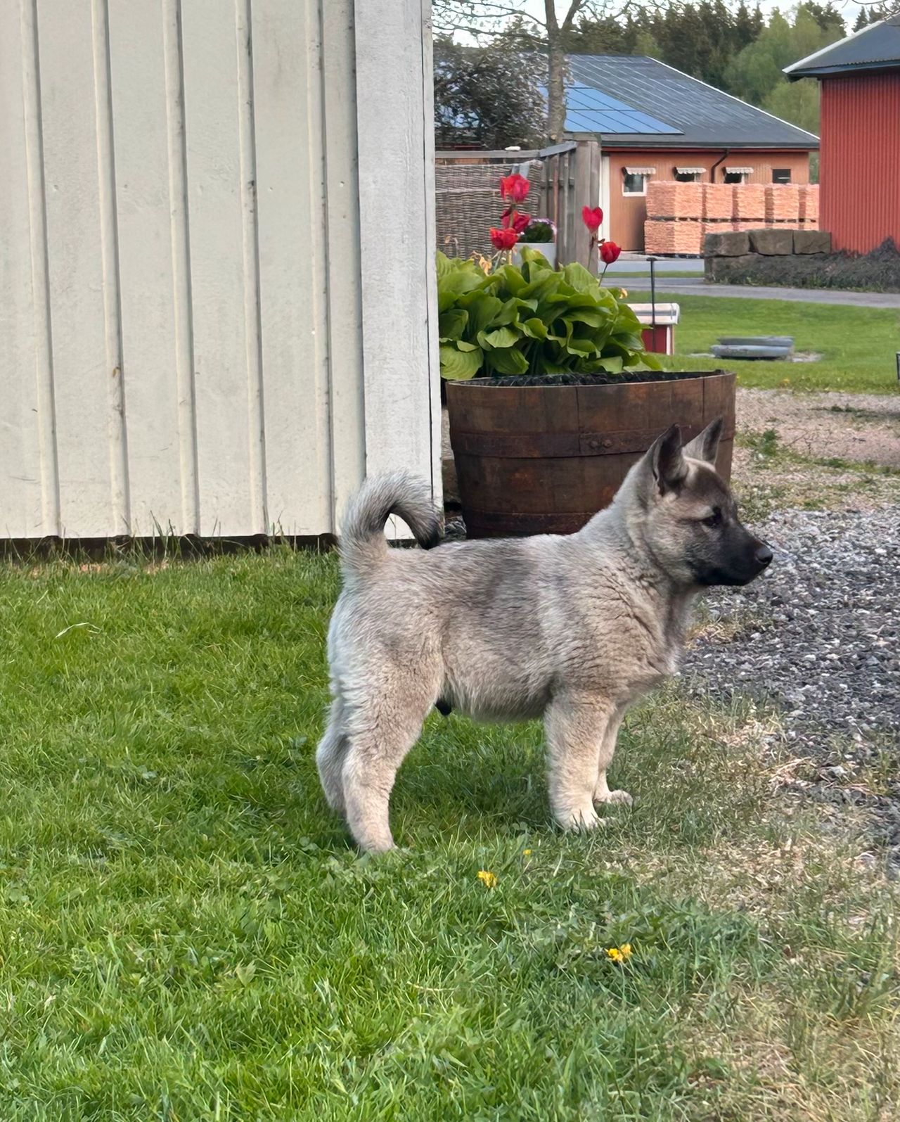 Norsk elghund grå
