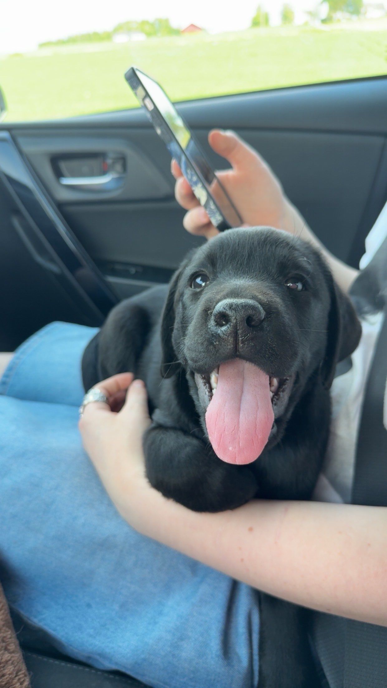 Labrador retriever