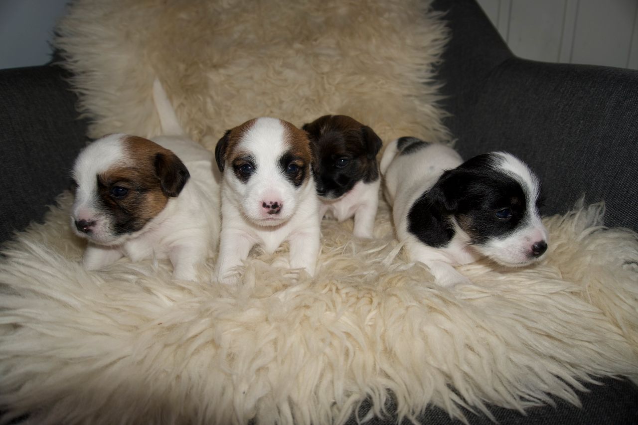 Jack russell terrier