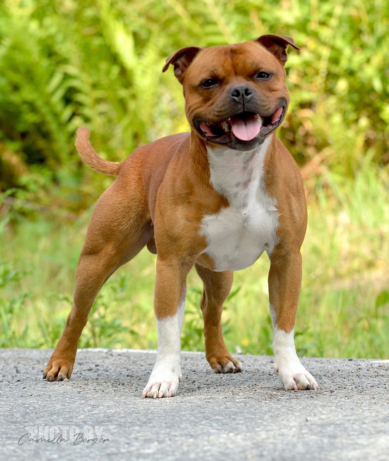 Staffordshire bull terrier