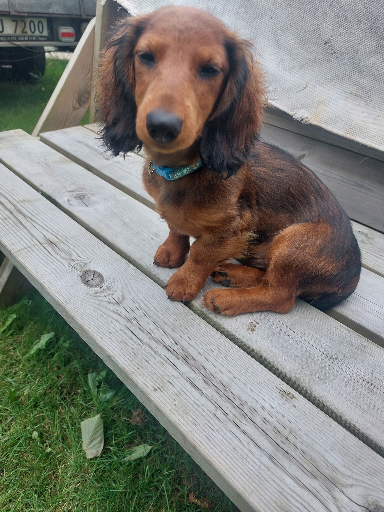 Dachshund langhåret