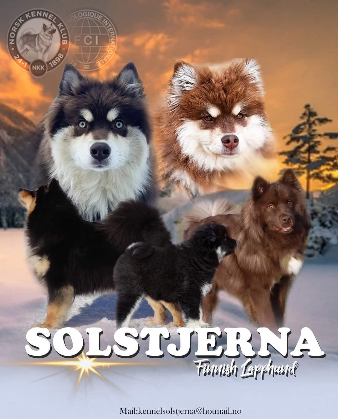 Finsk lapphund