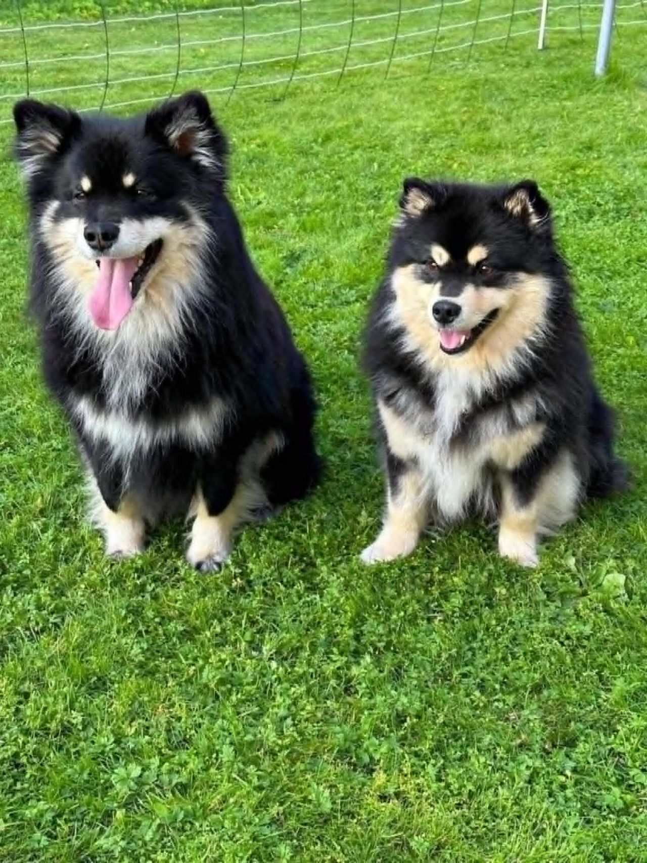 Finsk lapphund