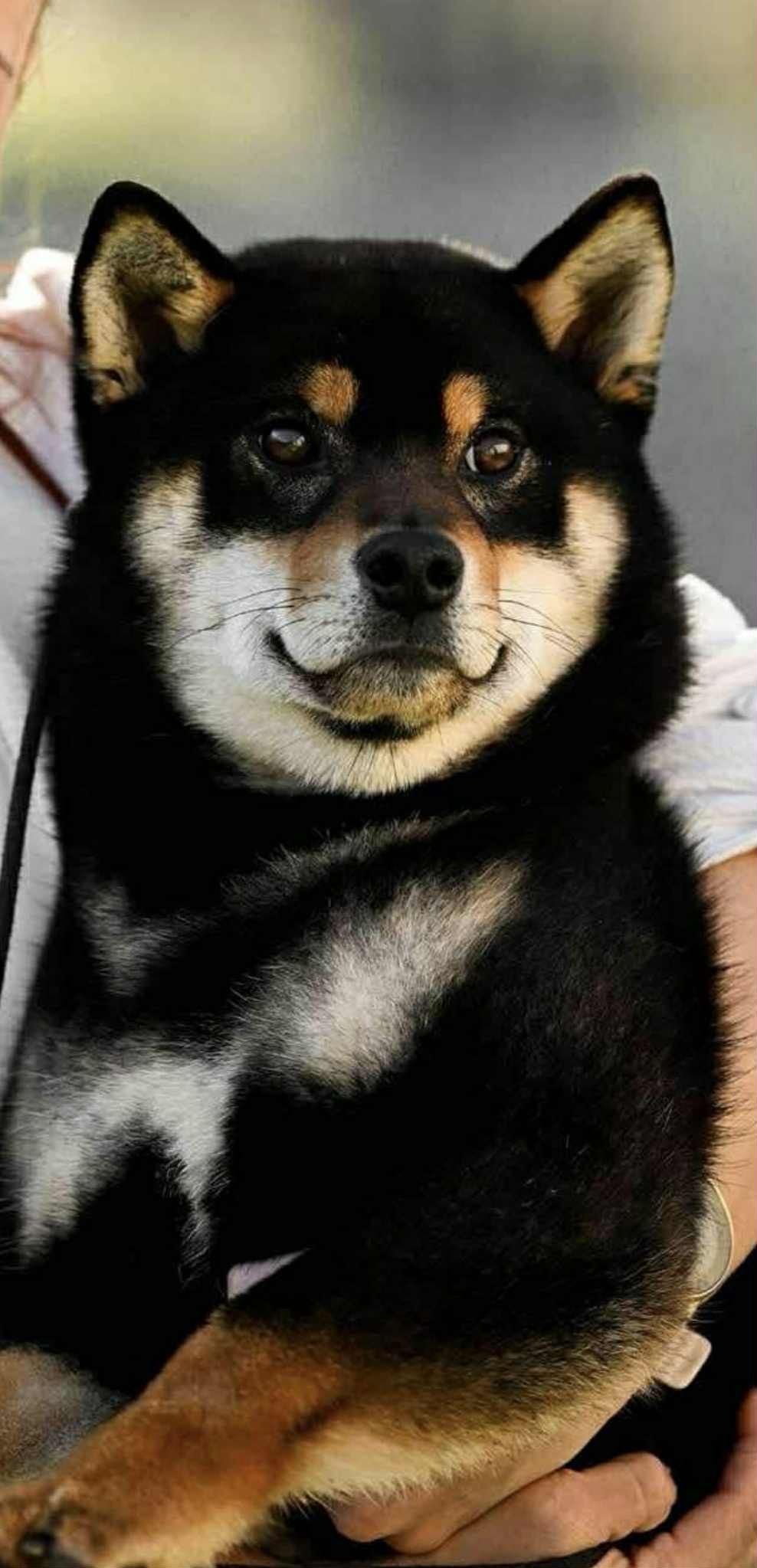 Shiba
