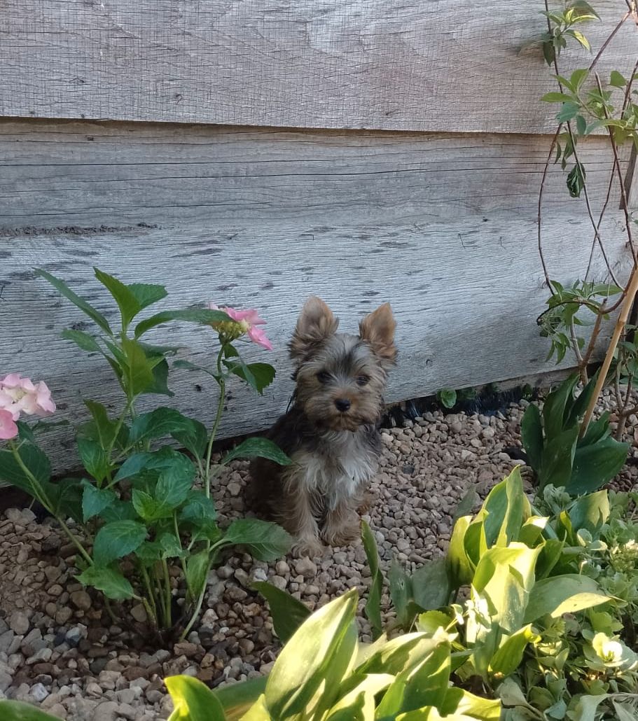 Yorkshire terrier