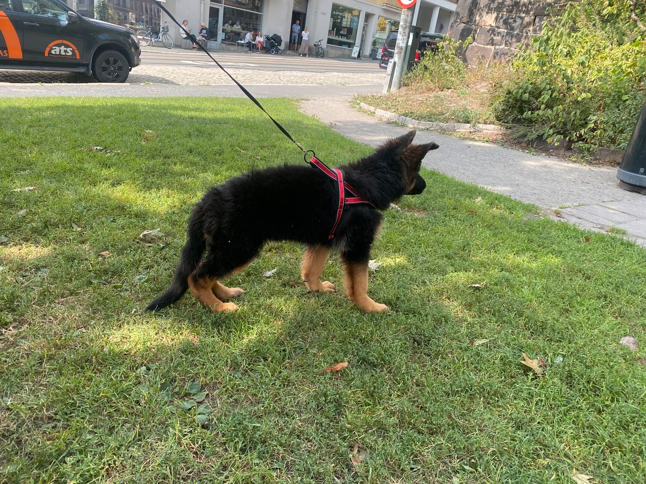 Schäferhund langhår