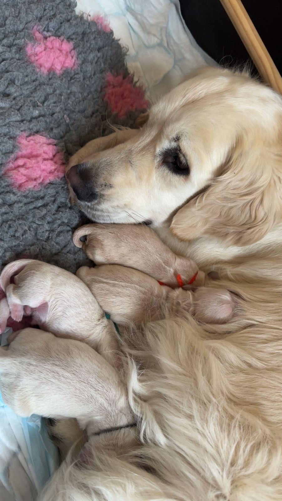 Golden retriever