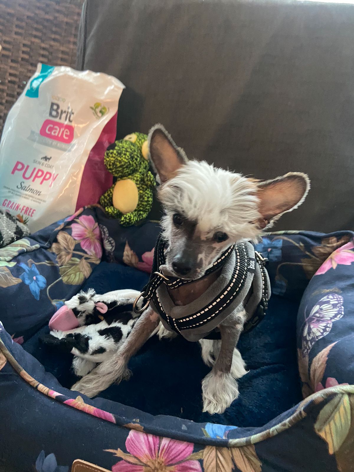 Chinese crested