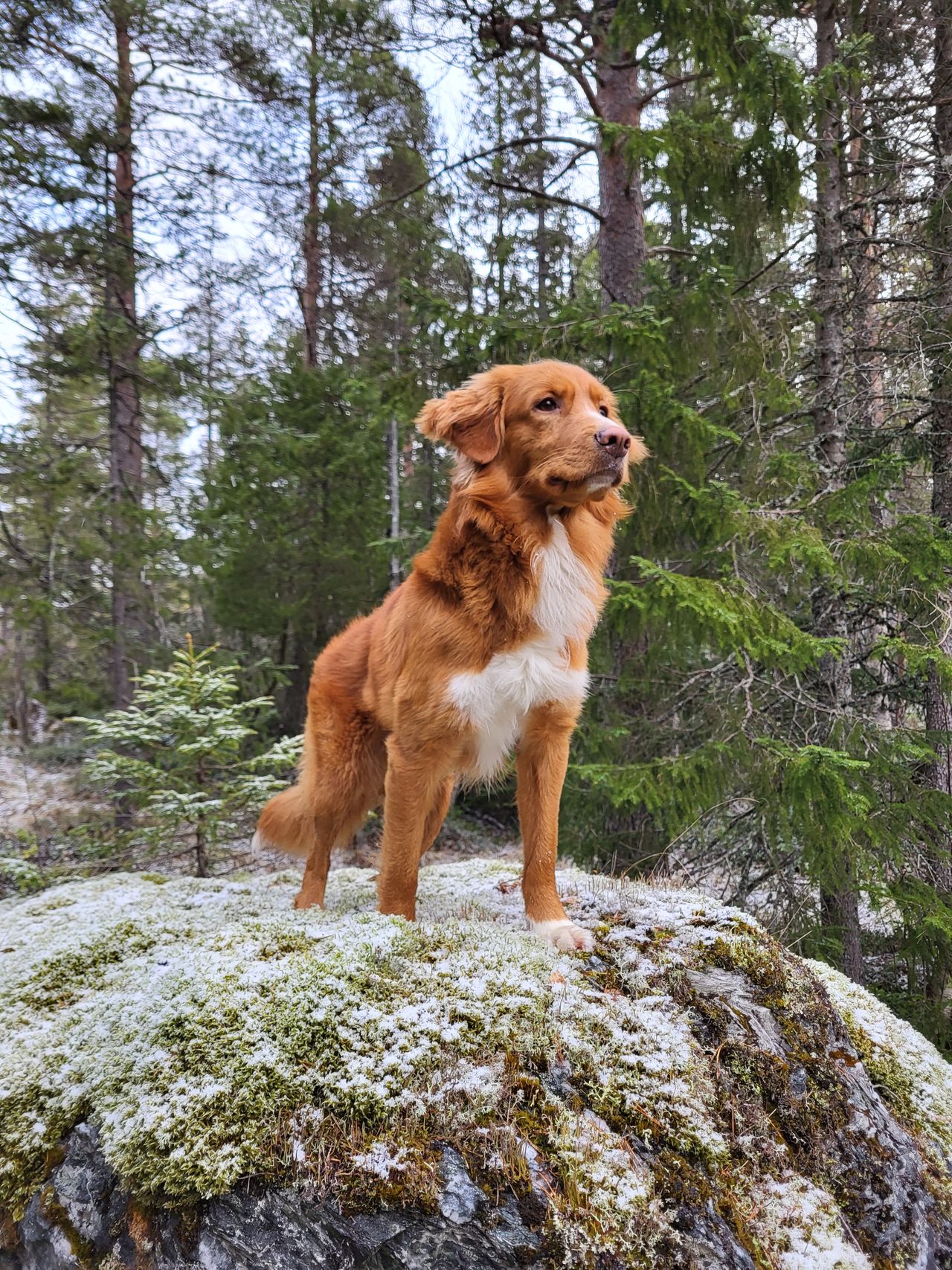 Nova scotia duck tolling retriever