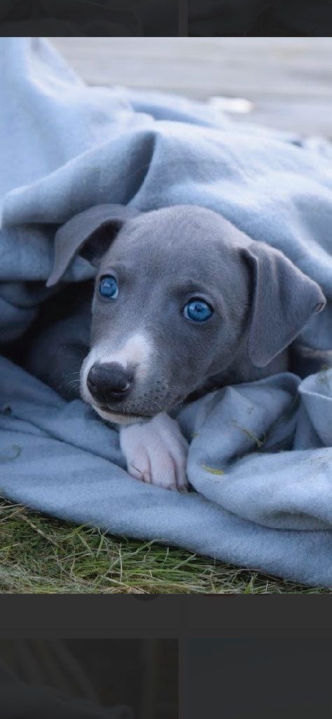 Whippet