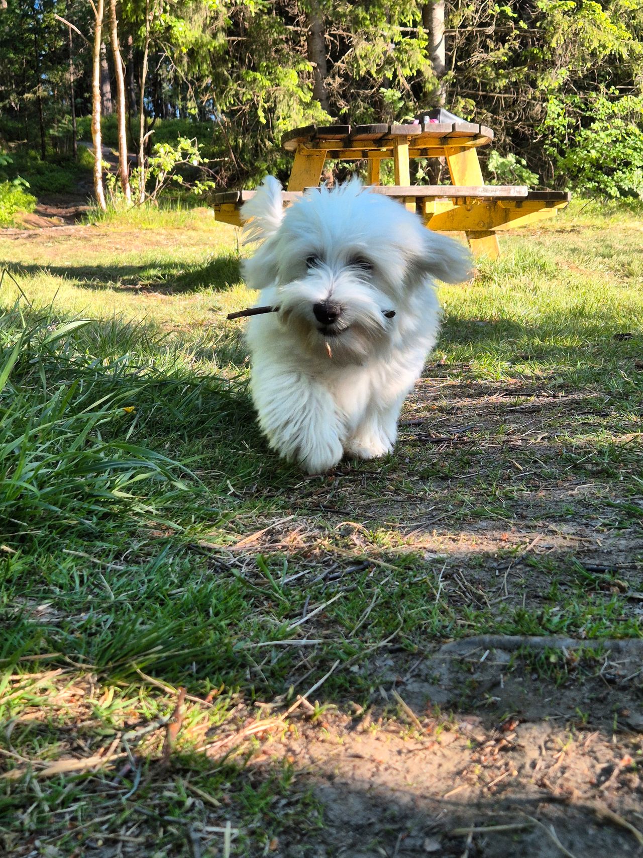 Bichon havanais