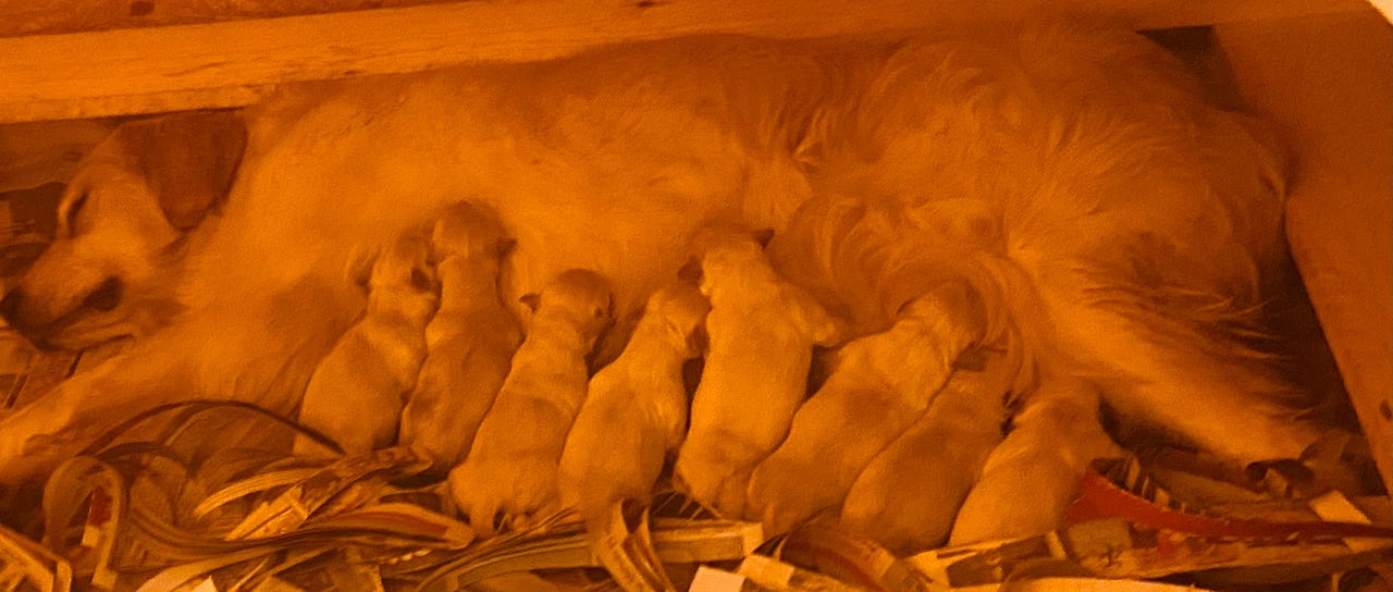 Golden retriever