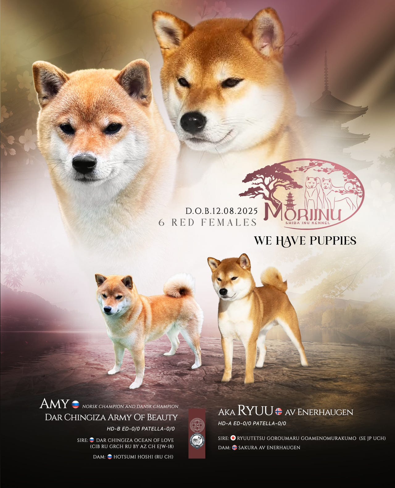 Shiba