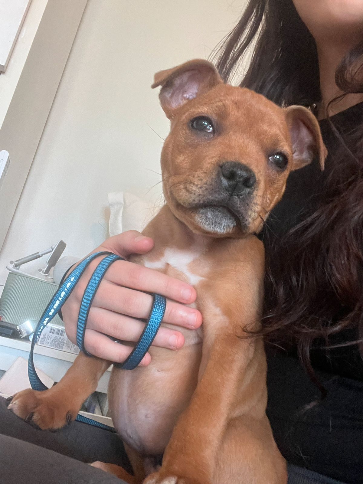 Staffordshire bull terrier