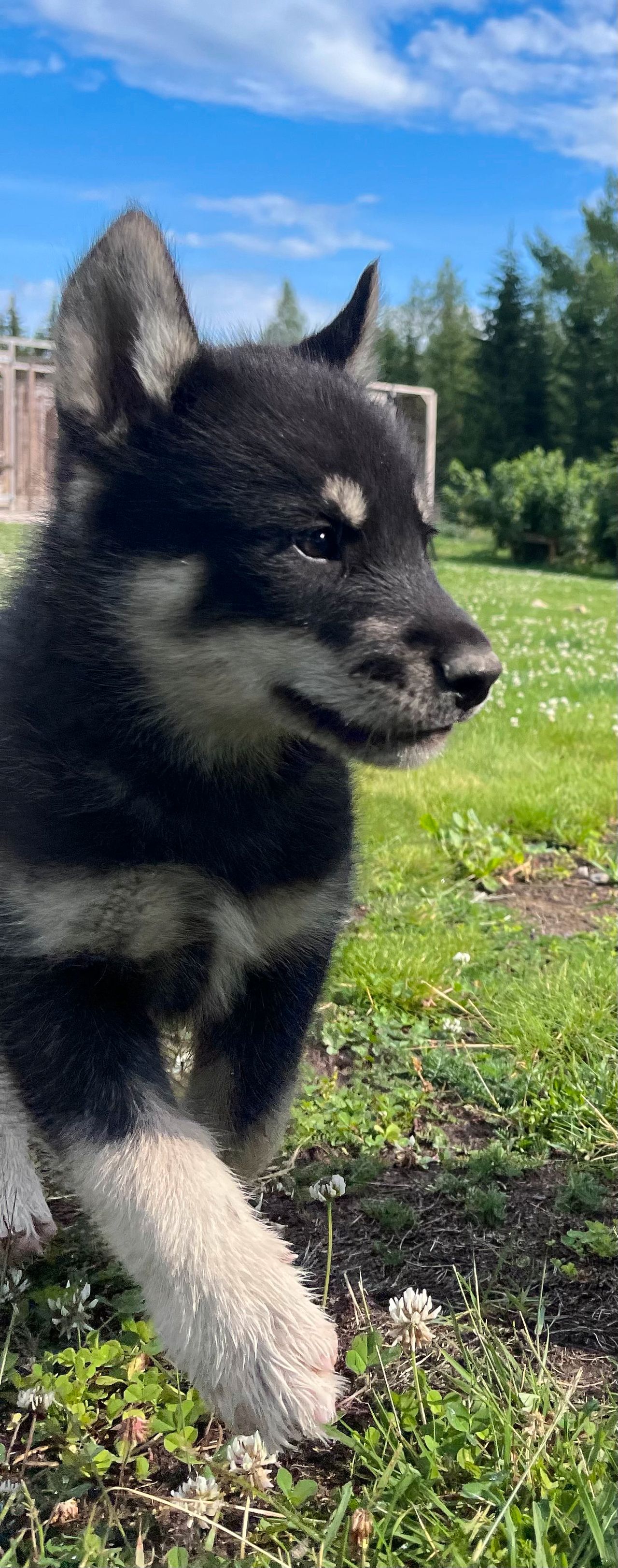 Grønlandshund