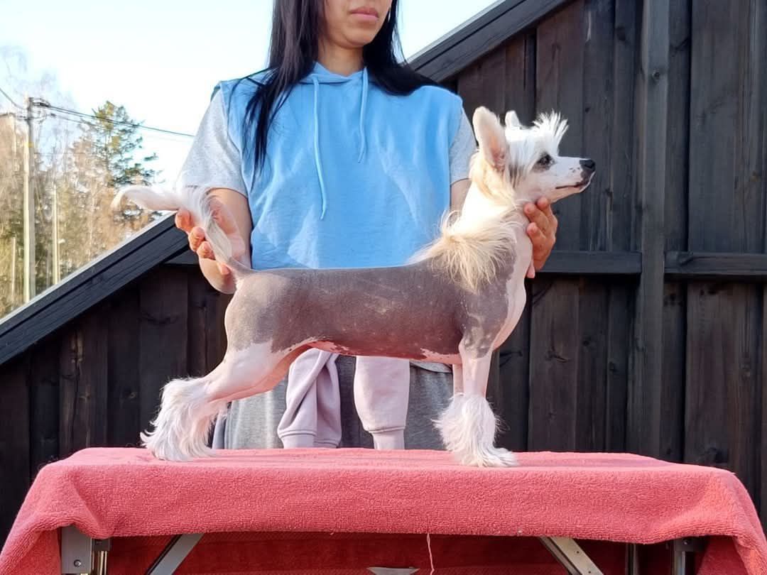 Chinese crested powderpuff