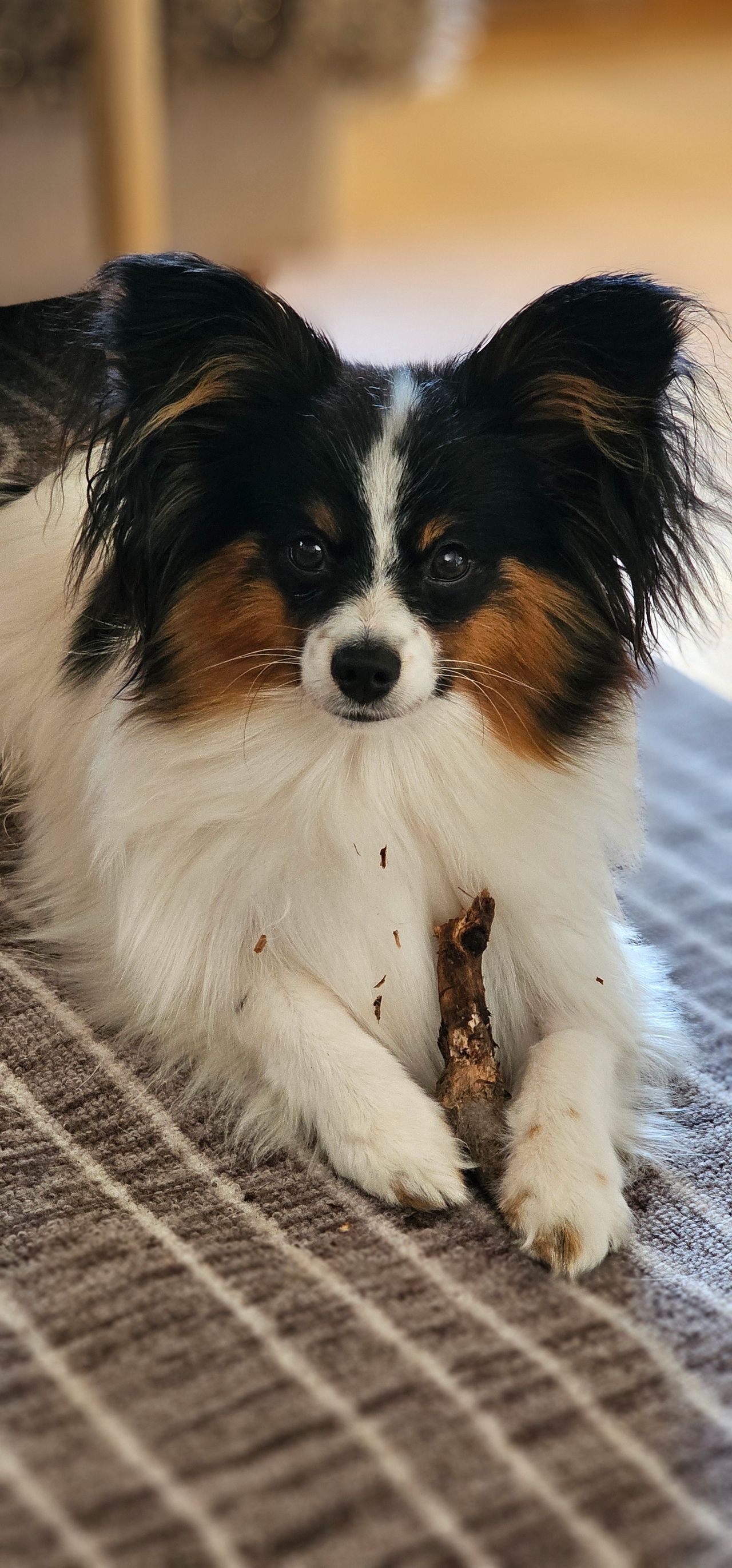 Papillon
