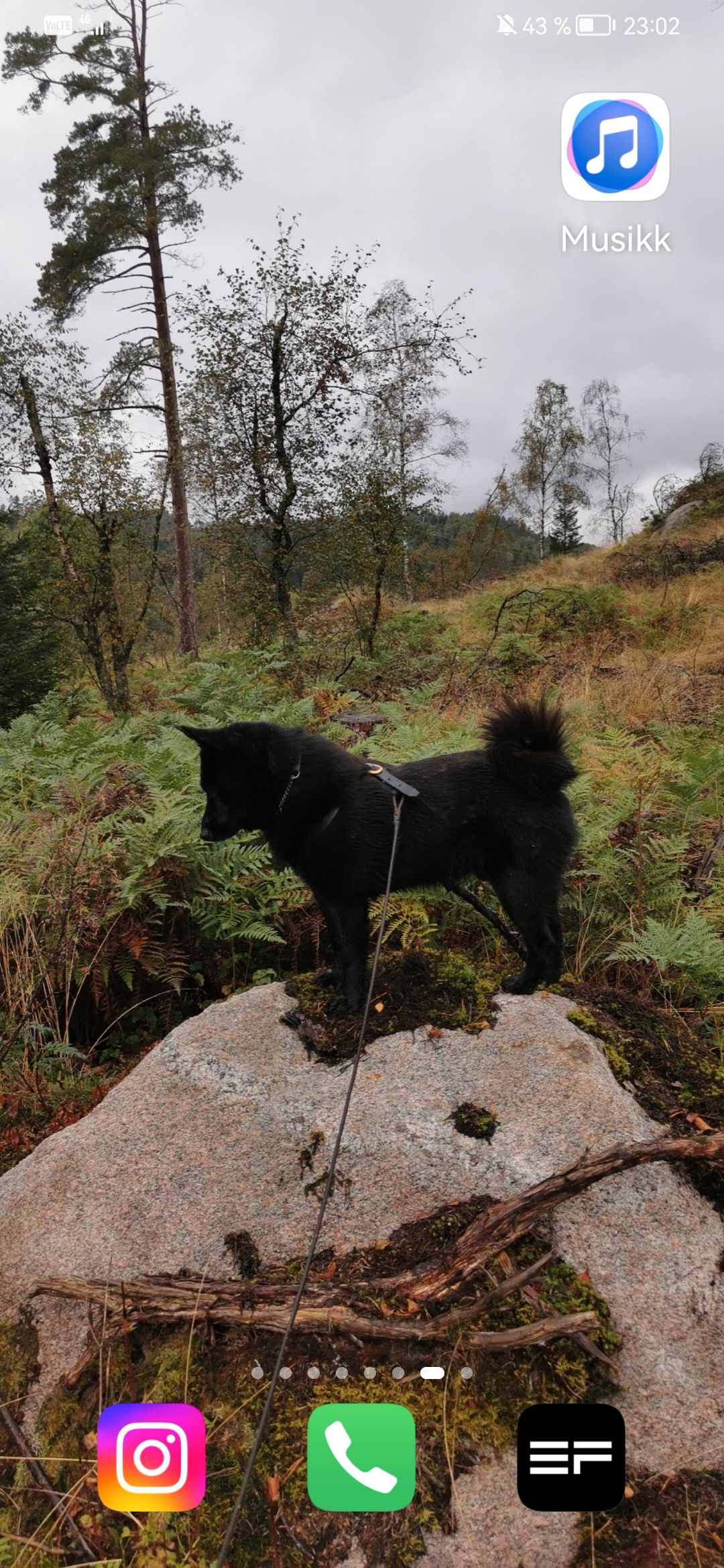 Norsk elghund sort