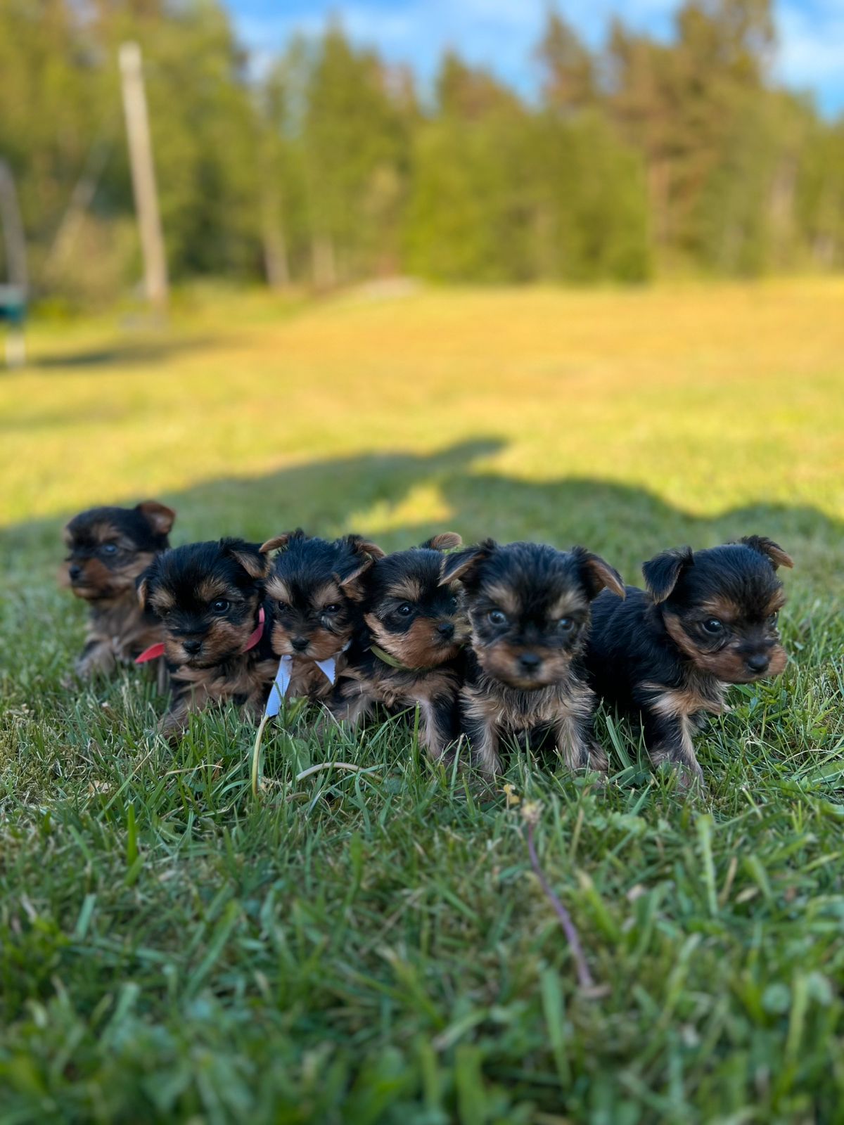 Yorkshire terrier