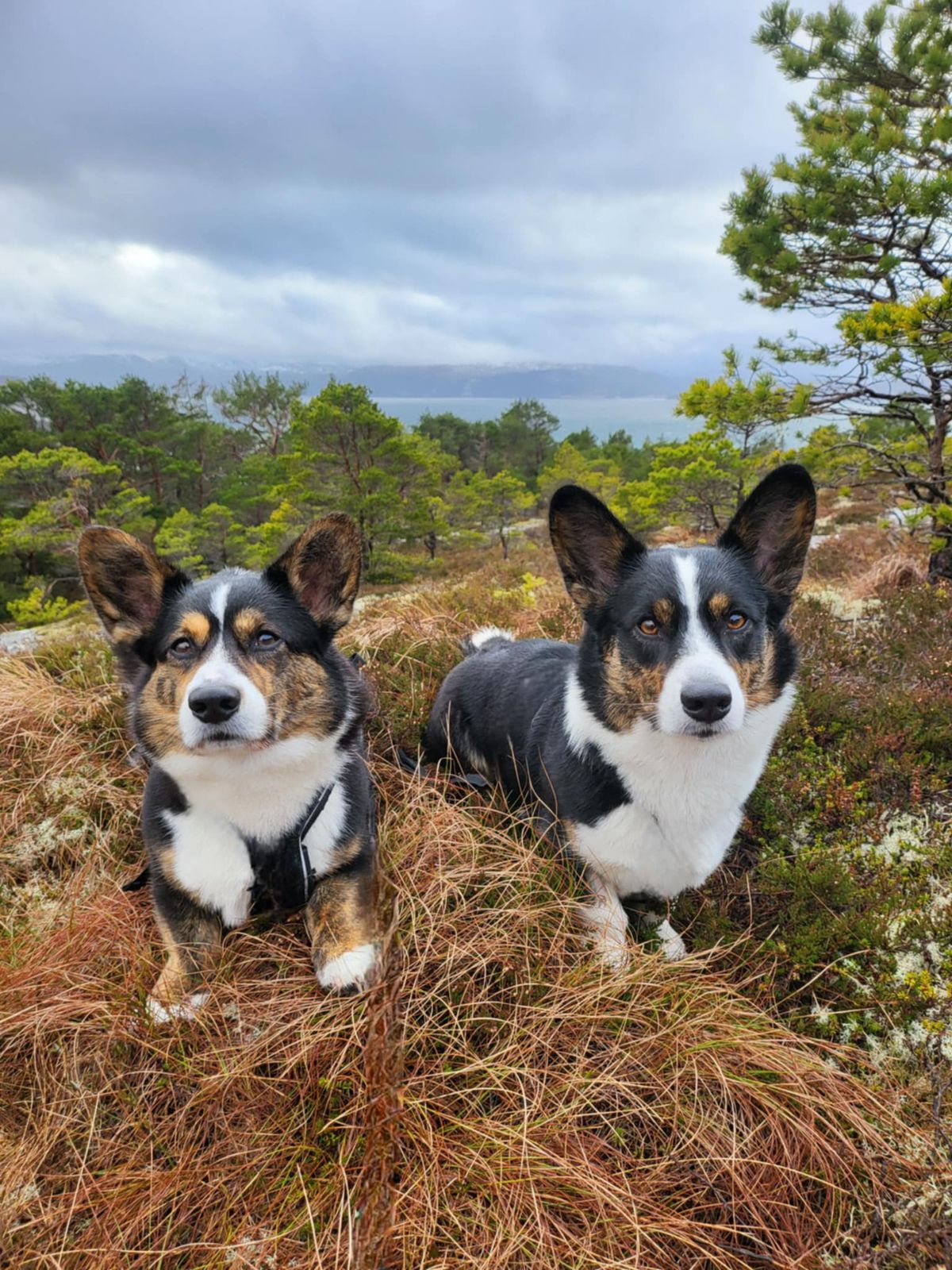 Welsh corgi cardigan