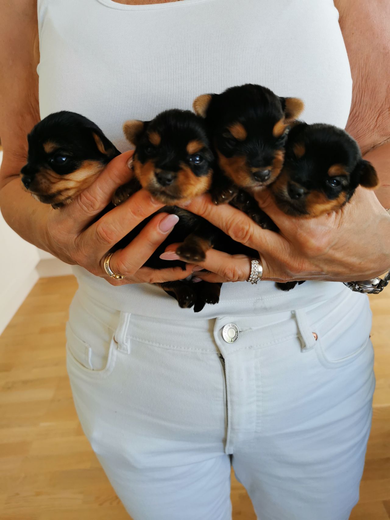 Yorkshire terrier