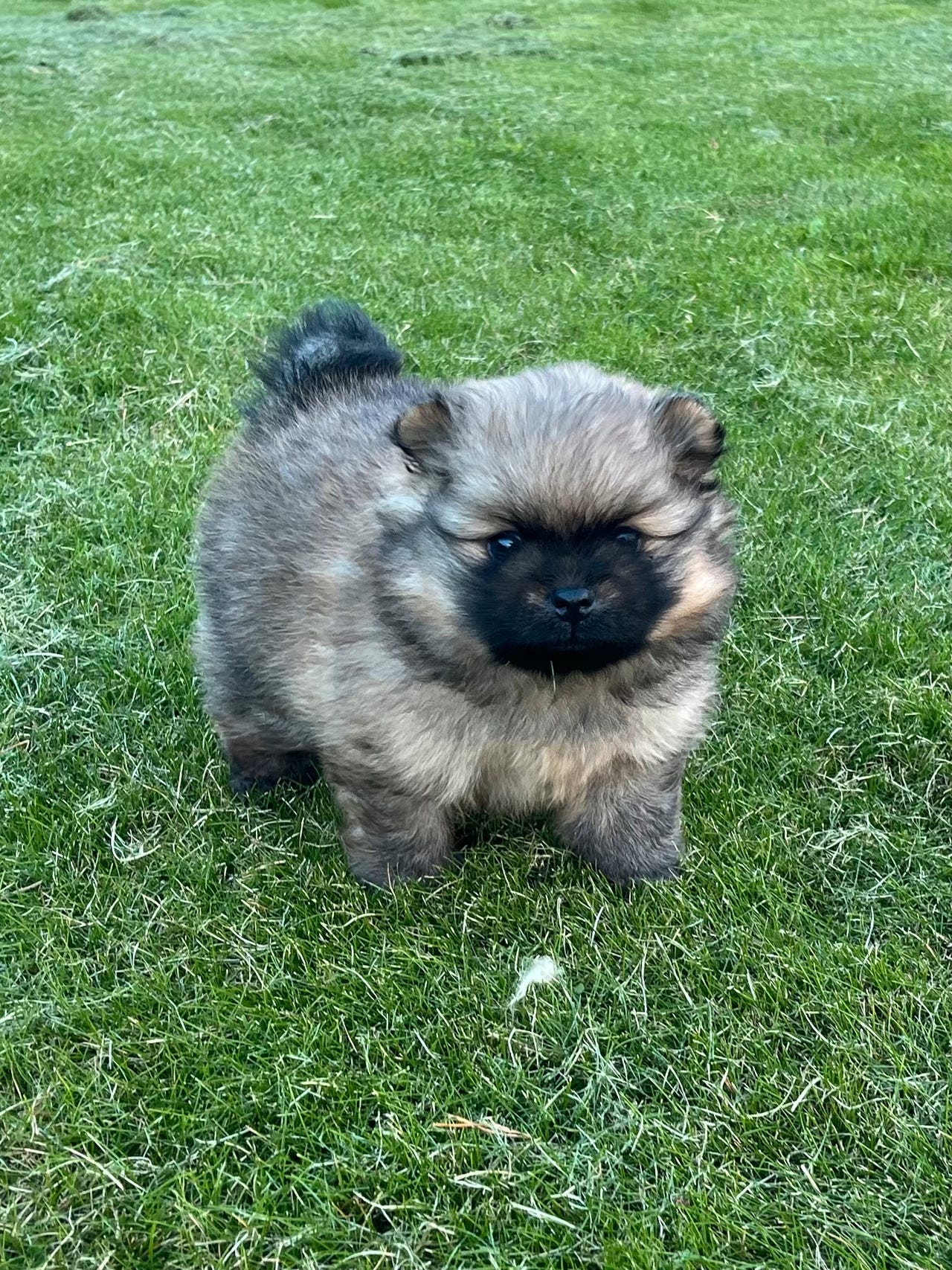 Pomeranian