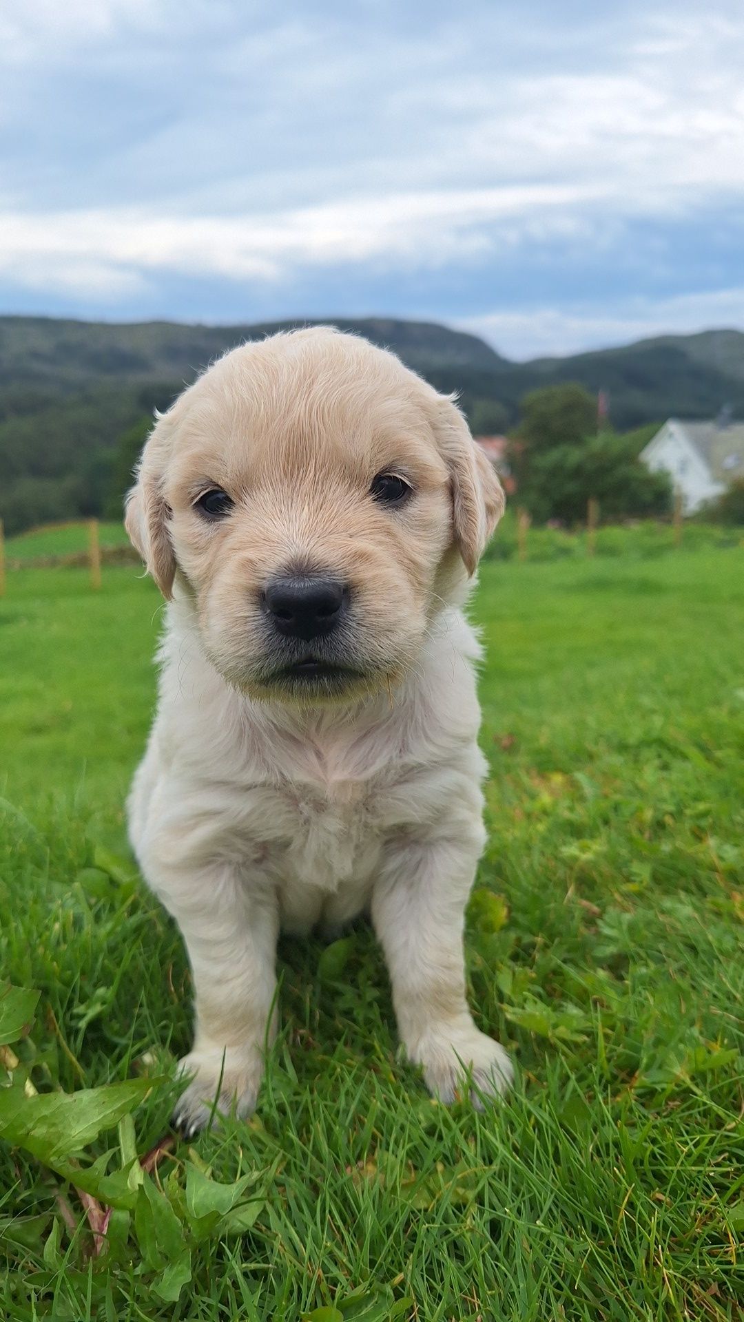 Golden retriever