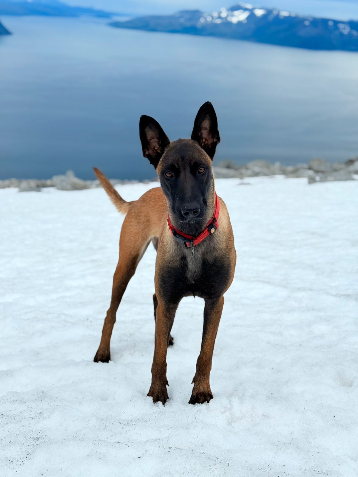 Belgisk fårehund, malinois