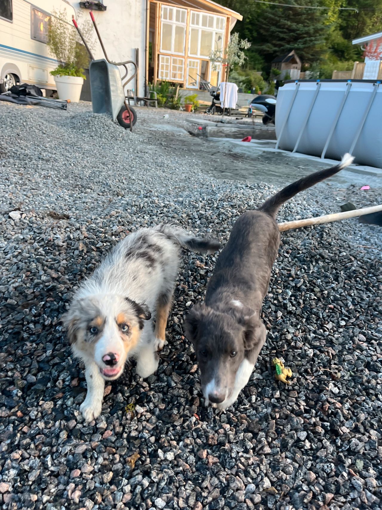 Border collie