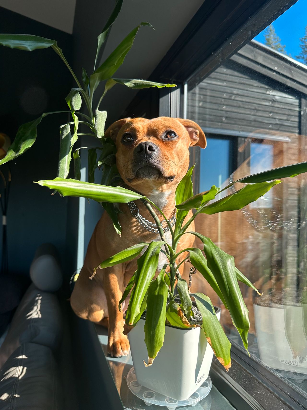 Staffordshire bull terrier