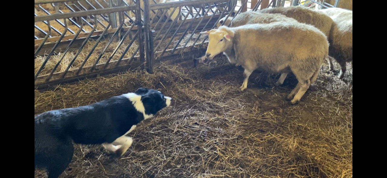 Border collie