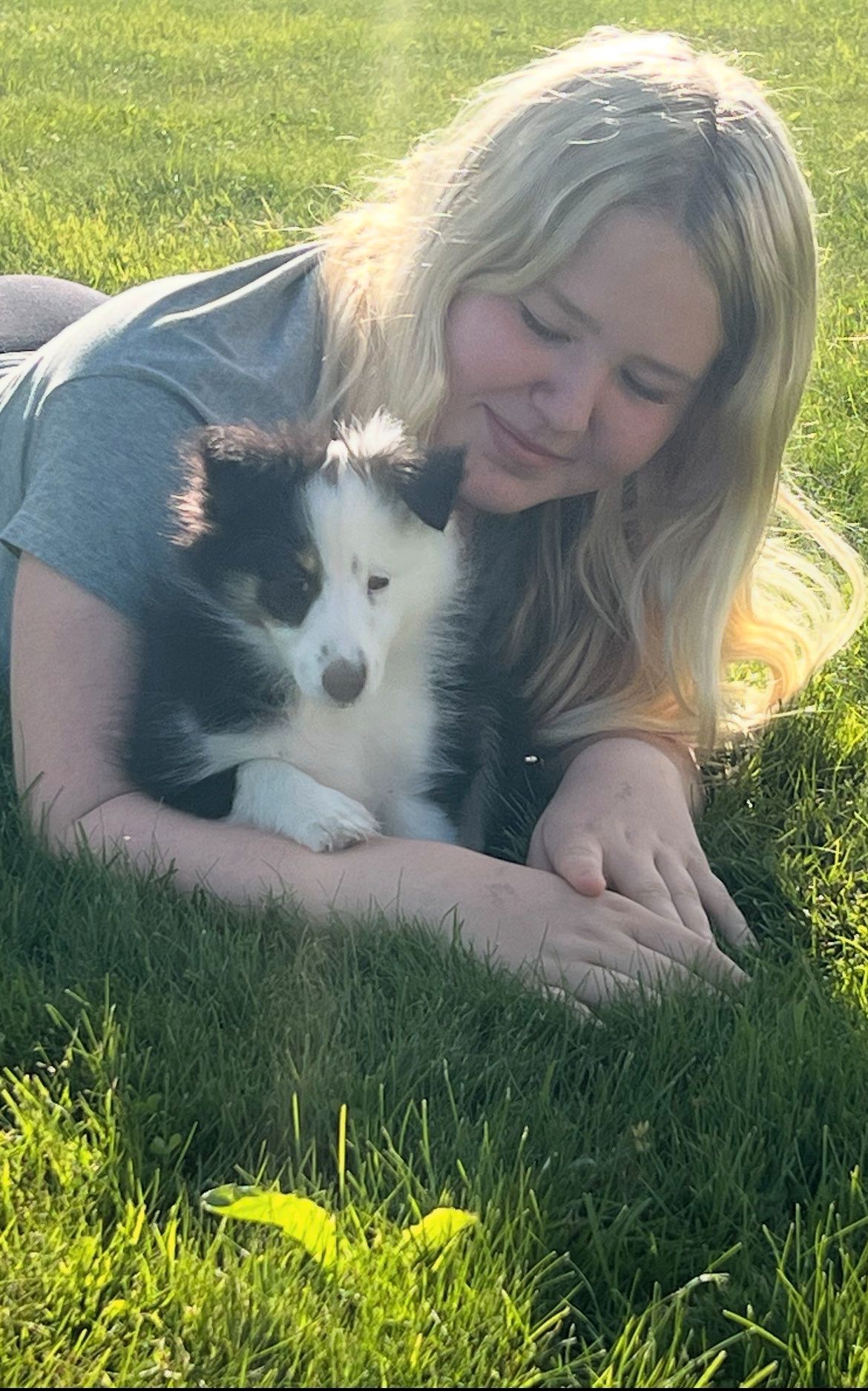 Shetland sheepdog